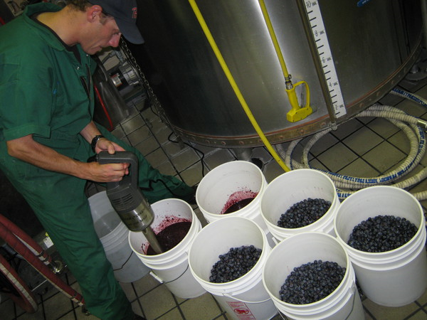 Deschutes' David Bredgars prepared blueberries for Lil Bluebaer beer (photo courtesy of Deschutes Brewery)