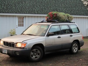 Tree packed up and ready to go home from Earth & Sky Farm
