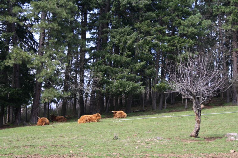 Highland bulls of Logsdon Farms