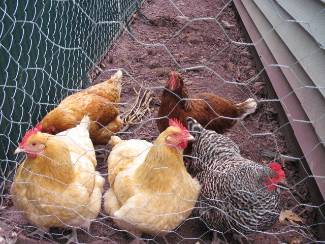 Chickens living at the Oakshire Brewery farmhouse