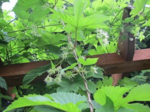 Hops strobiles beginning to blossom, mid-July 2011