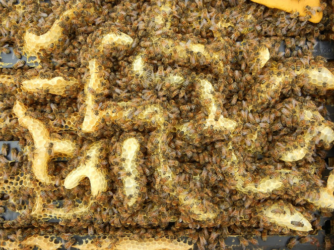 Bees working hard at Queen Bee Honey Company