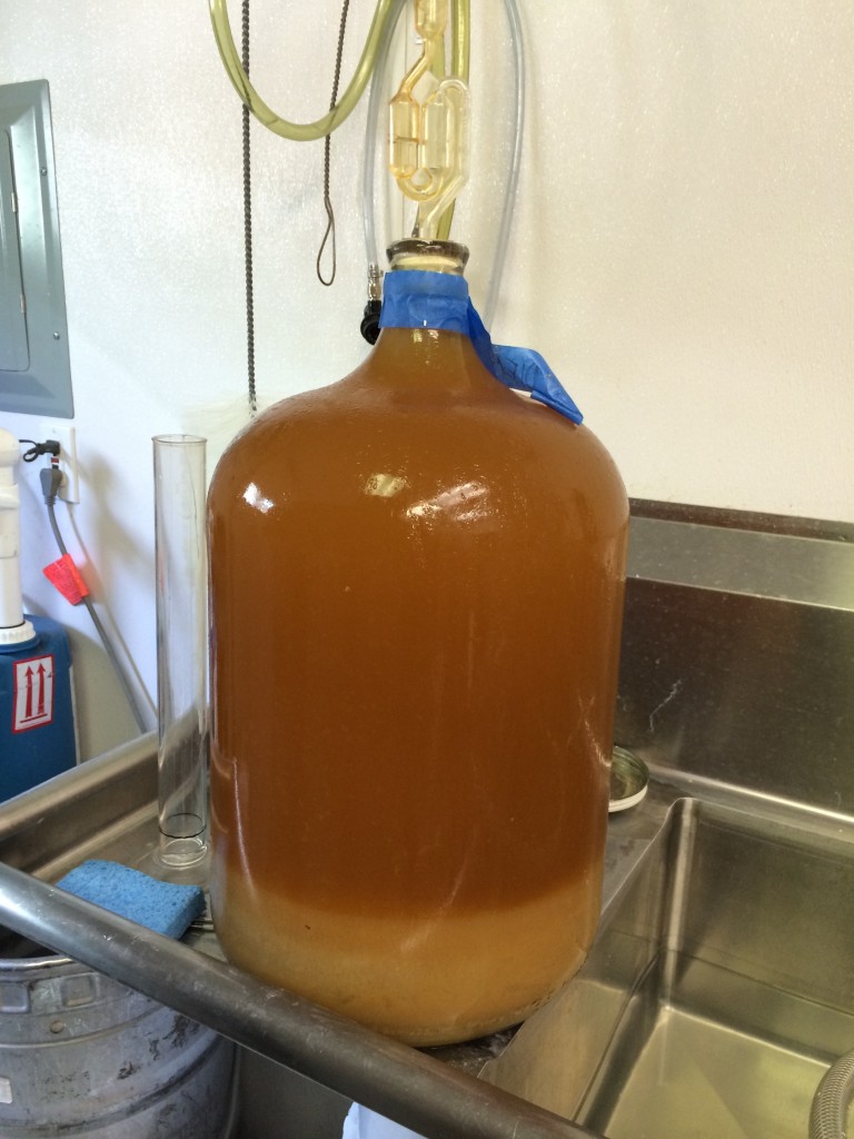 Cider Riot! Carboy of Van Diemen's Land