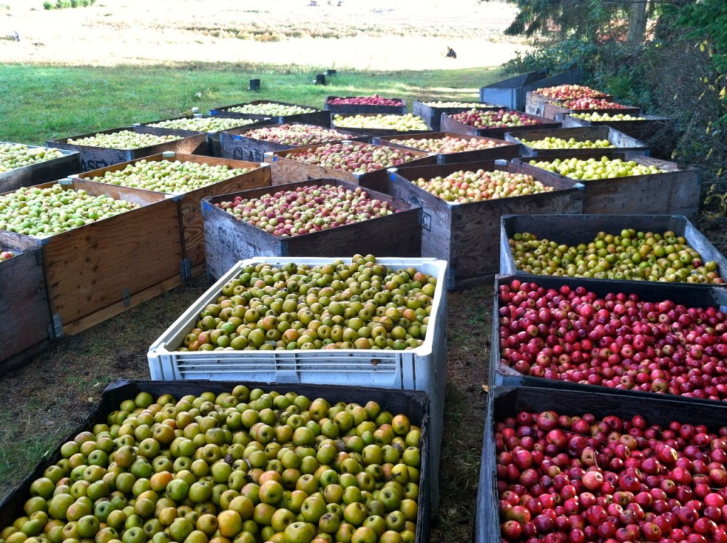 Finnriver Apples