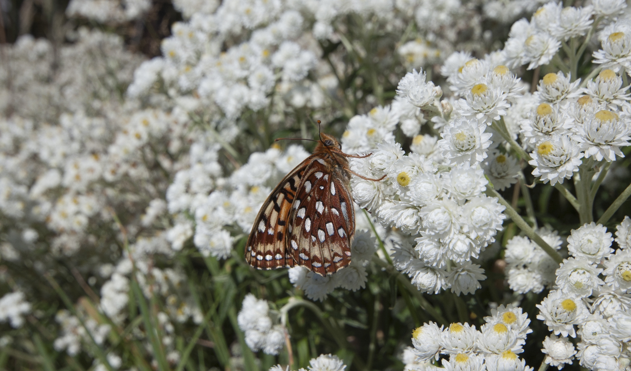 Silverspot Butterflies in the Pacific Northwest