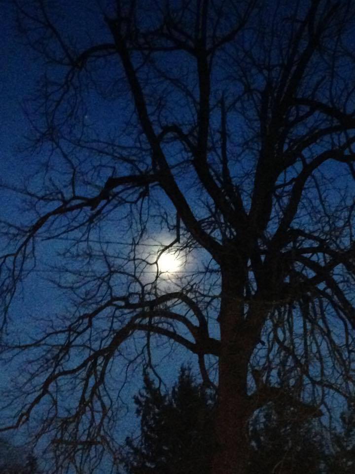 Halloween Moon and Tree