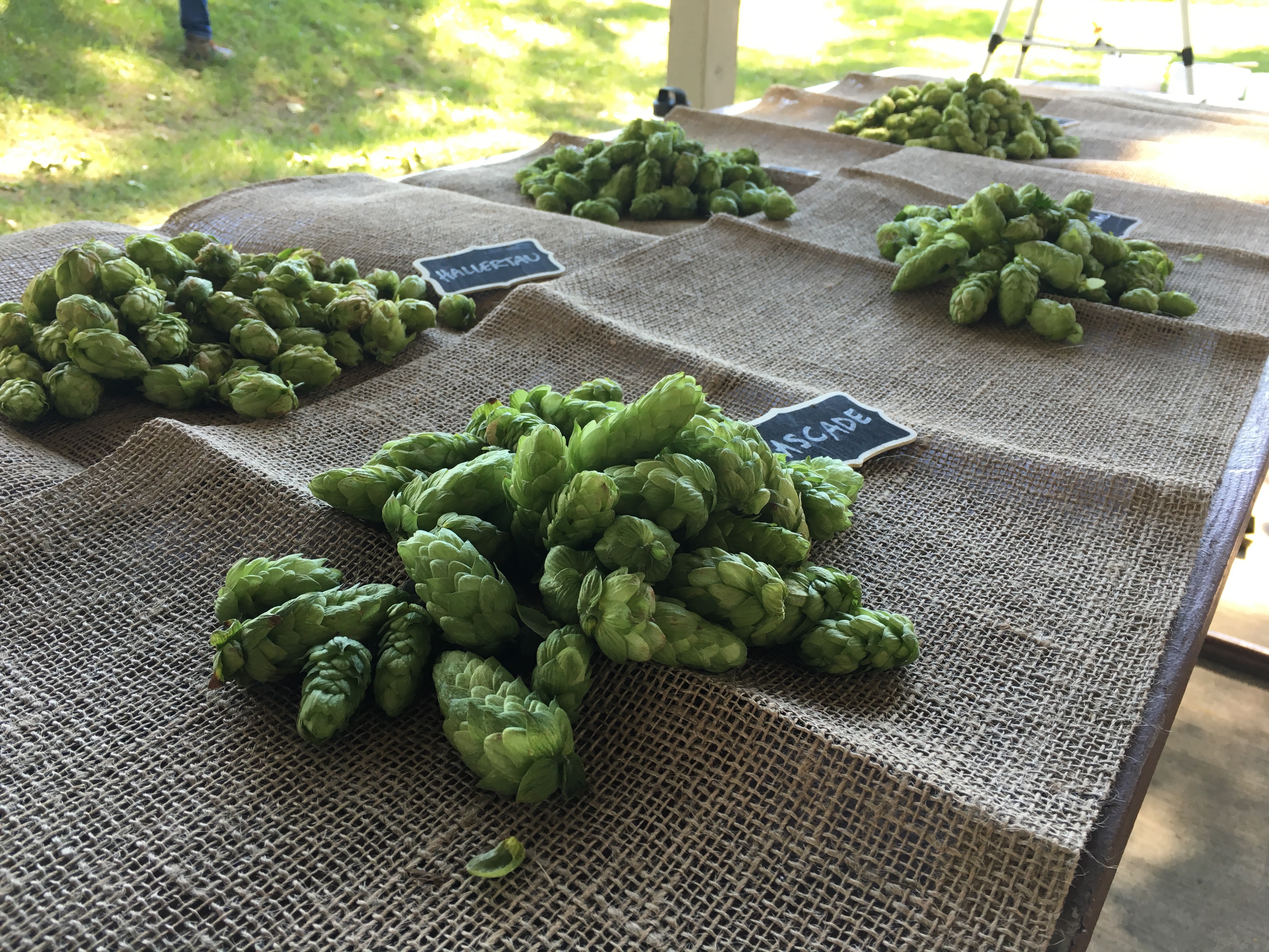 Five hop varieties from Elk Mountain Farms.