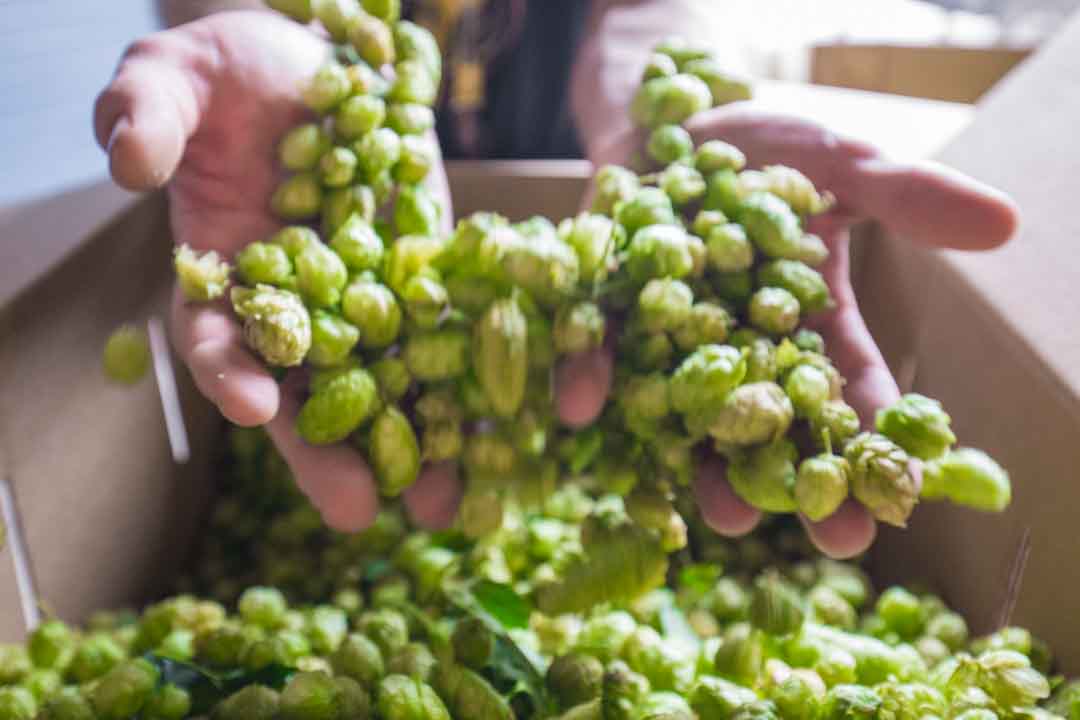 Fresh Amarillo hops from Crosby Hop Farm used in brewing Fresh IPA. (image courtesy of Fort George Brewery)