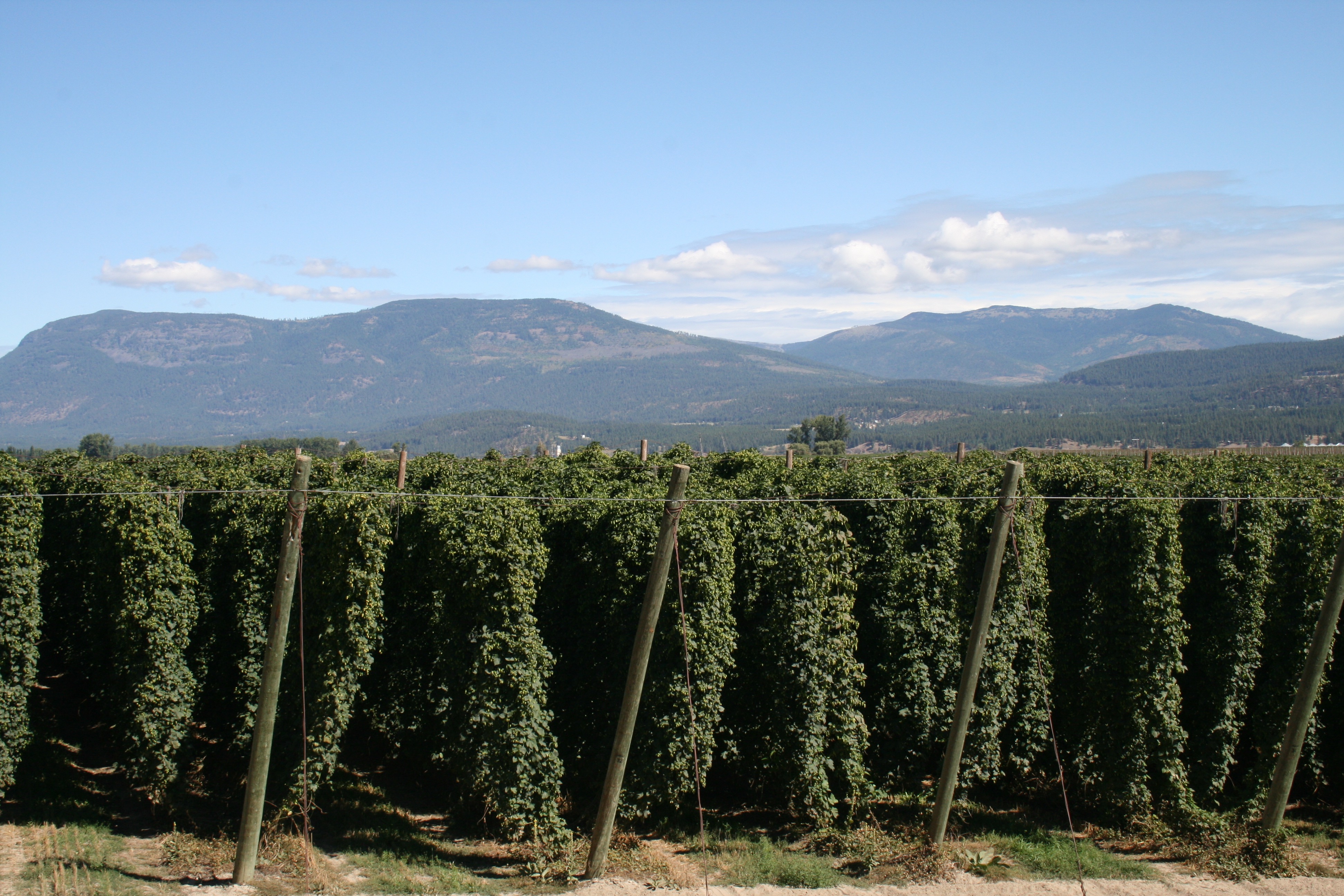 The hops seem to go on forever at Elk Mountain Farms in Bonners Ferry, Idaho.