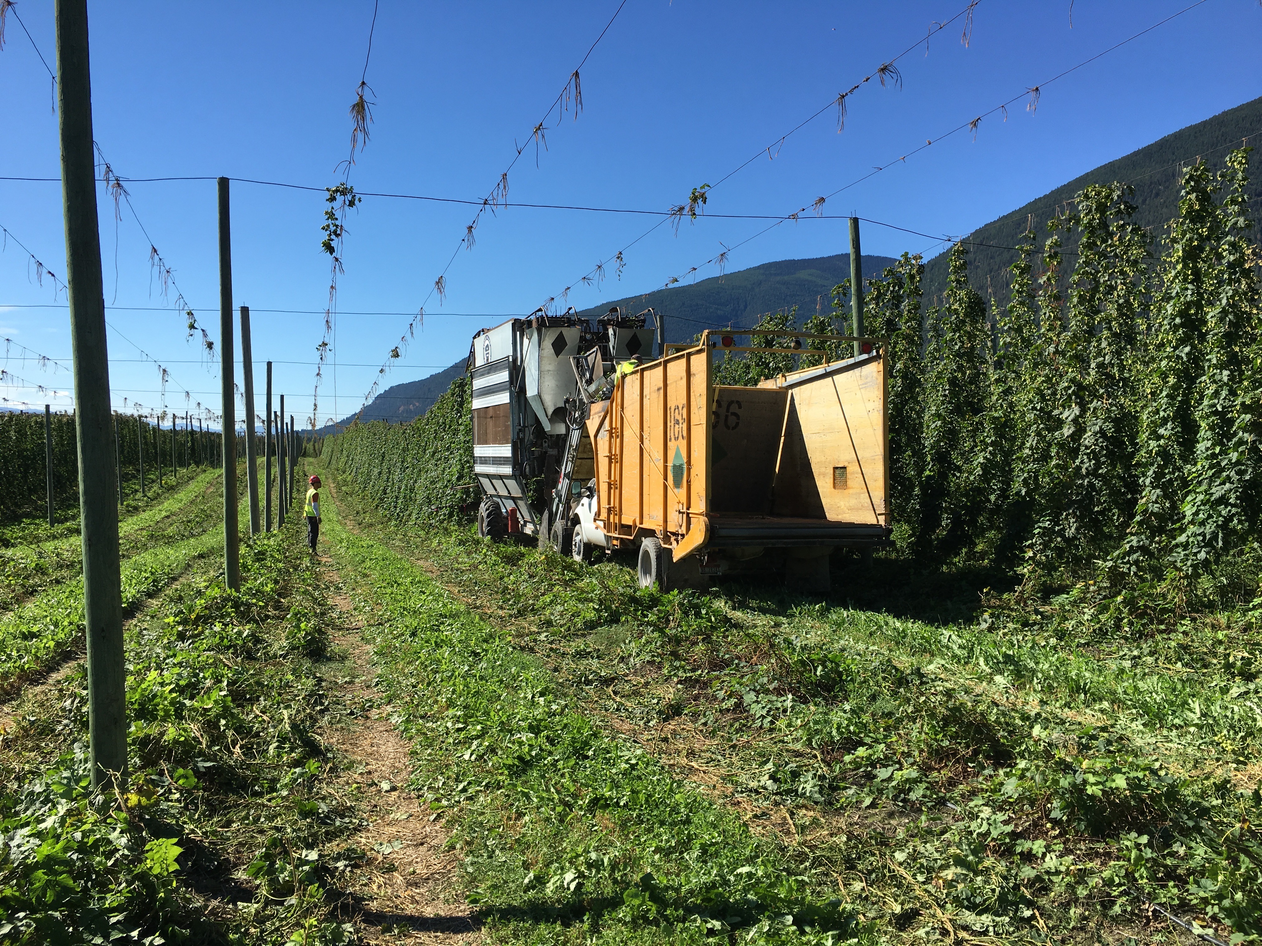 The Elk Mountain Farms build hop picker that was harvesting Saaz Hops during our visit on the farm.