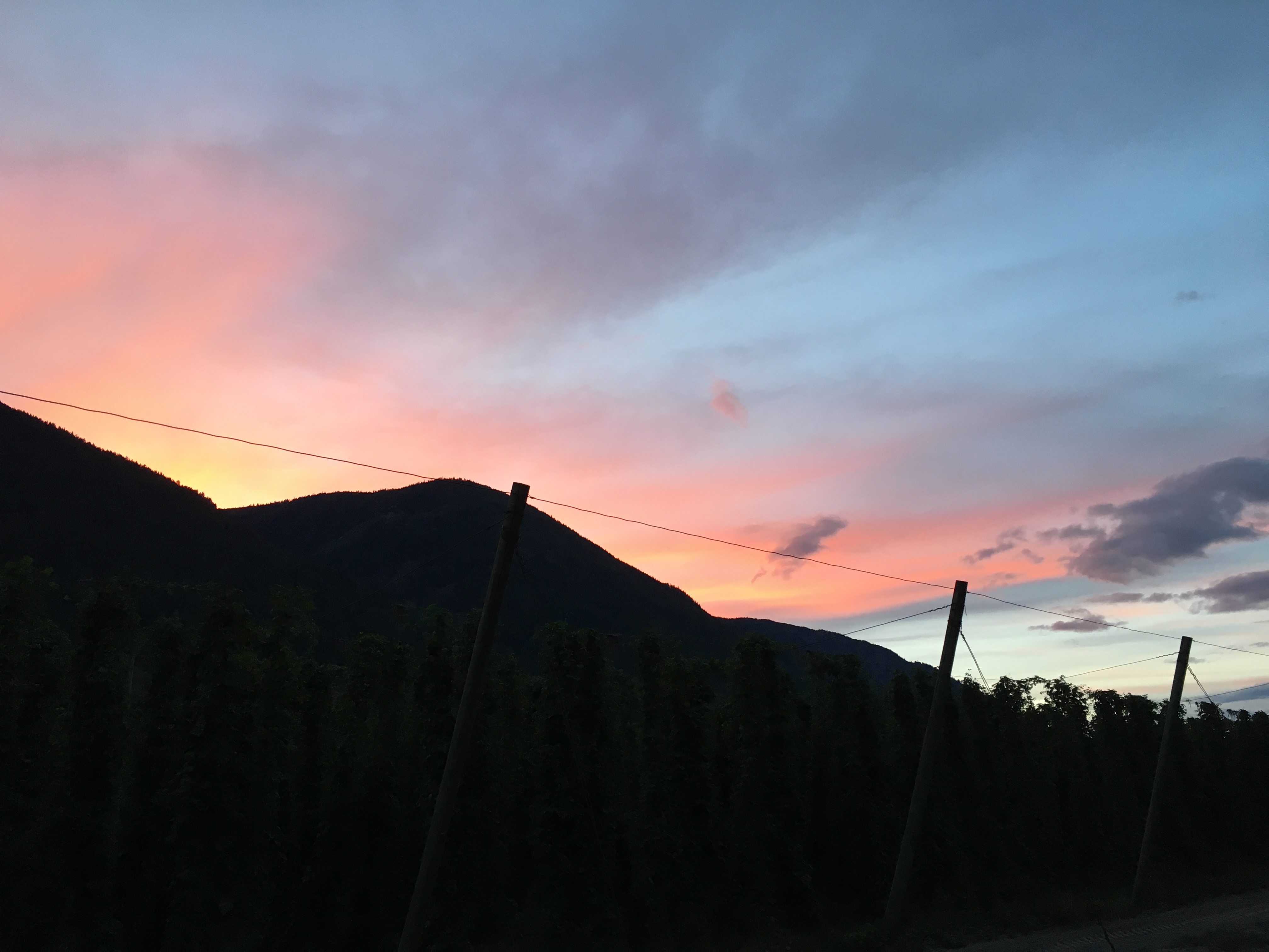 Idaho sunset over the hop fields at Elk Mountain Farms.