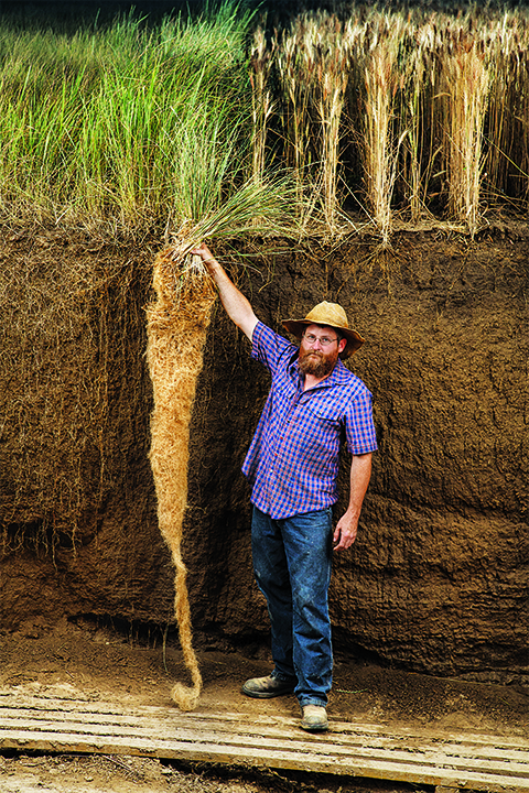 Kernza Farmer showing the root length of Kerza perennial grain. (image courtesy Jim Richardson)