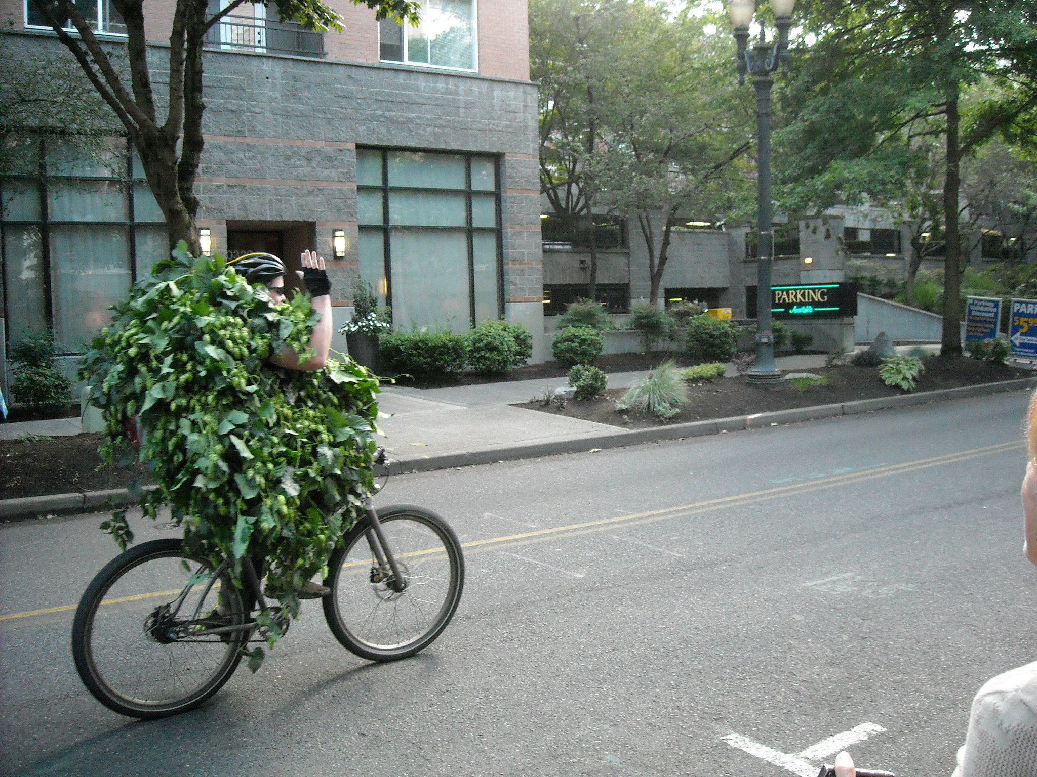 Apex Jesse personified the spirit of Portland during fresh hop season as he rode his hop-vine-bedecked bicycle away from one of Full Sail's late, great fresh hop tours...(FoystonFoto)