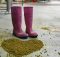 image of hops and Pink Boots courtesy of Yakima Chief Hops