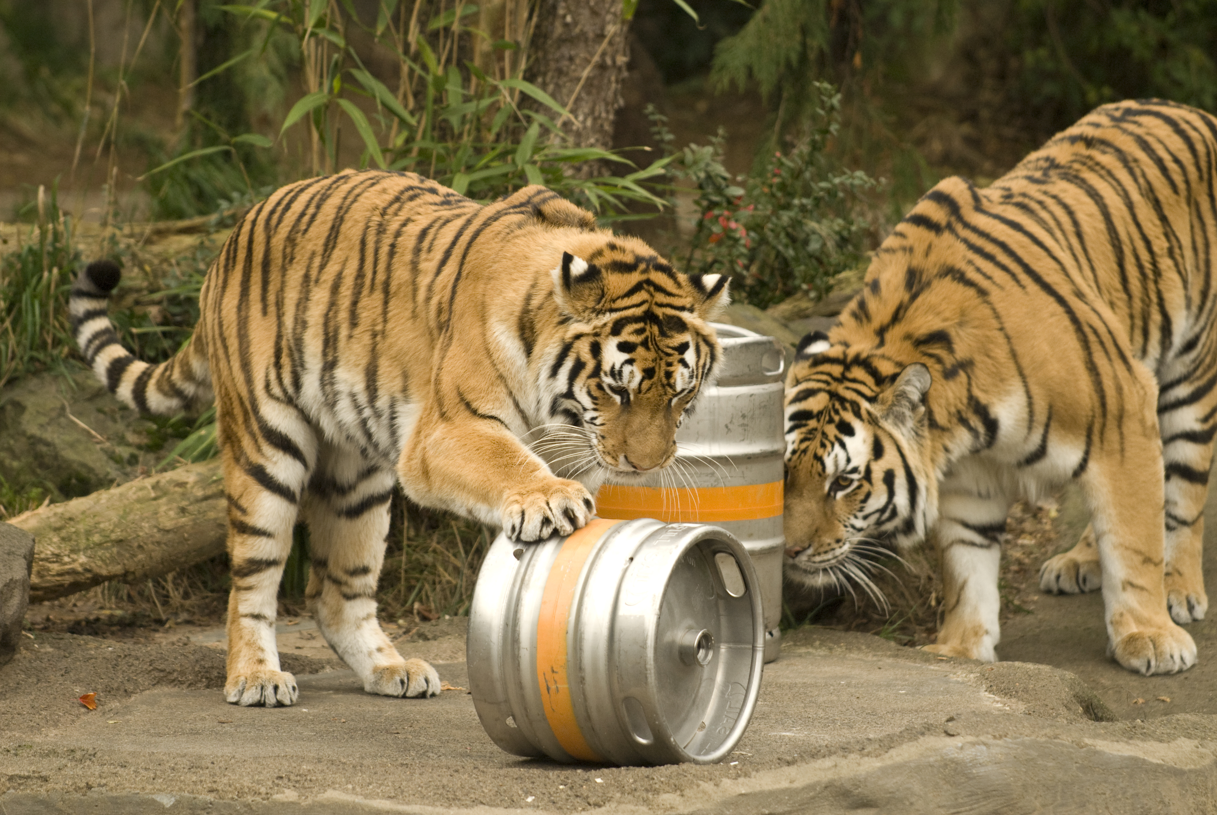 The Siberian tiger siblings, Mick and Nic, bat around a beer keg compliments of Full Sail Brewery at the Oregon Zoo.