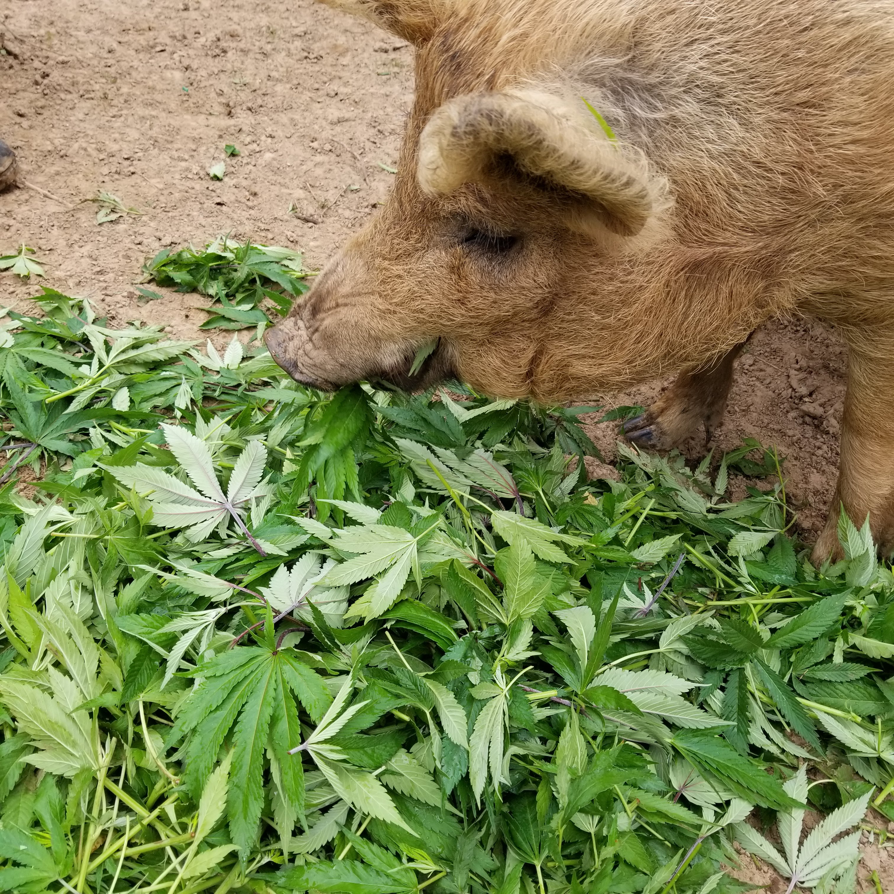 Pig Eating eating cannabis for High on the Hog at Paley's Place. (photo credit Moto Perpetuo)