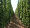 Hop fields in Independence, Oregon at Coleman Agriculture.