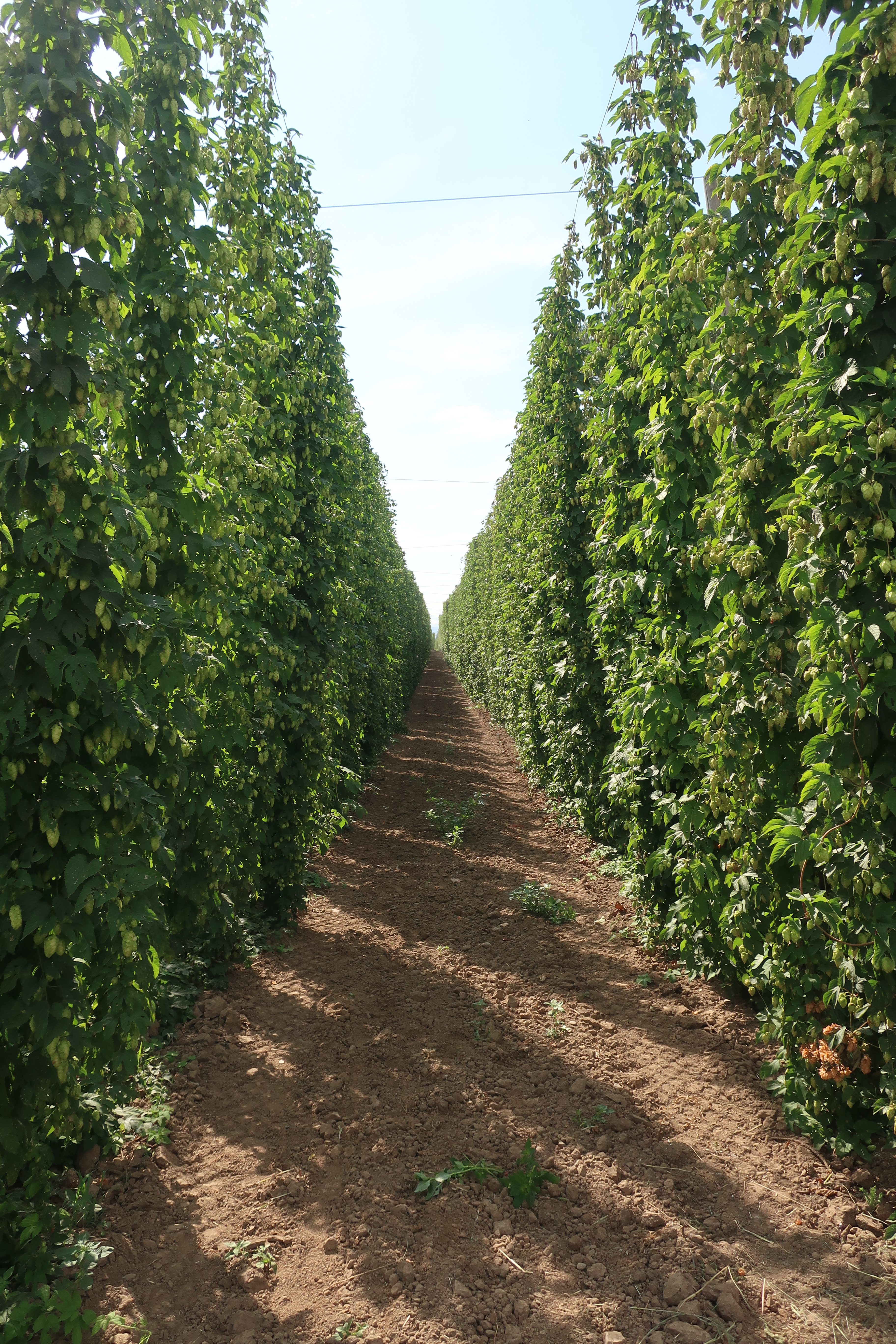 Hop fields in Independence, Oregon at Coleman Agriculture.