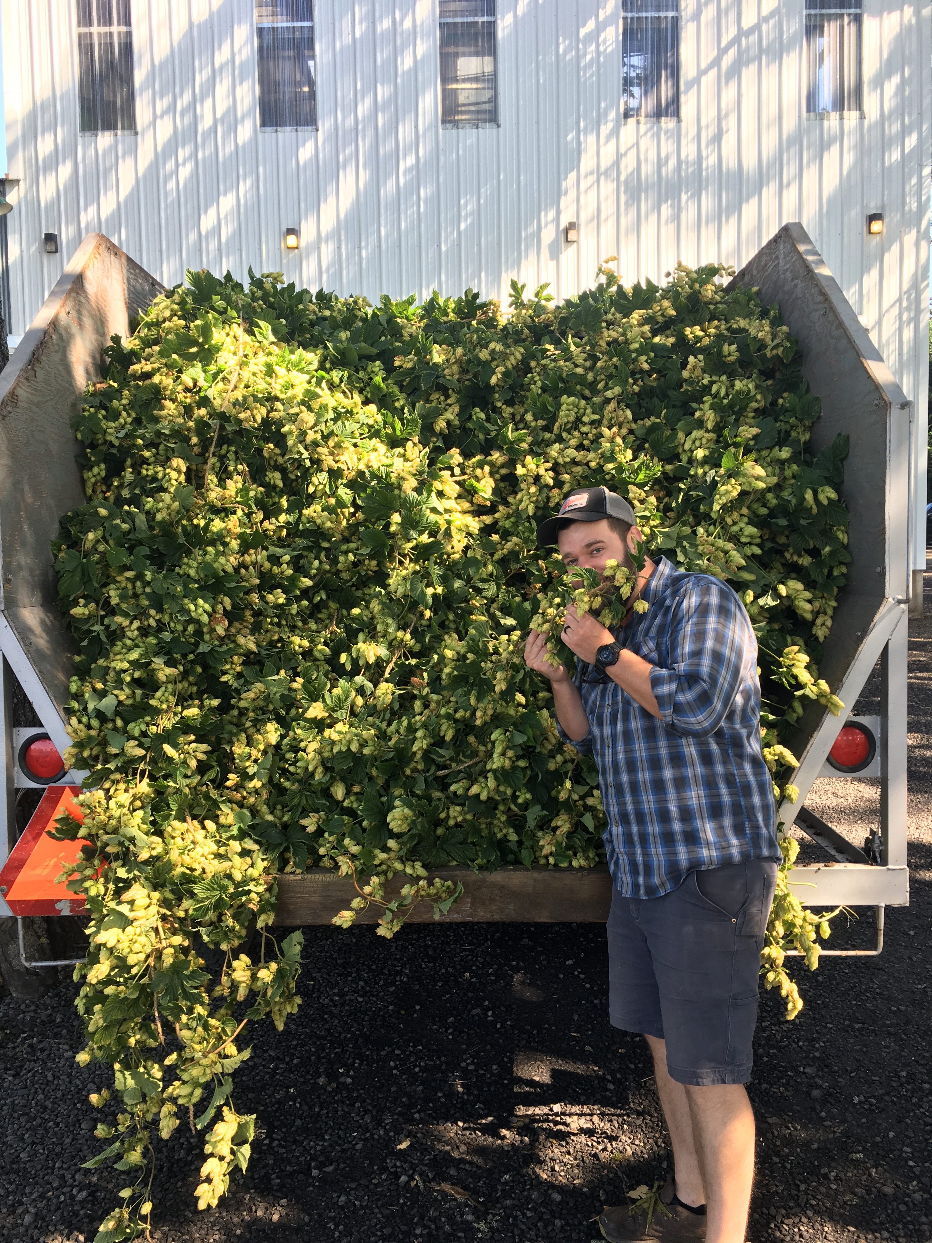 Sam Carroll at Goschie Farms with freshly harvested hops. (image courtesy of Occidental Brewing)