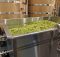 image of fresh hops courtesy of Von Ebert Brewing - Glendoveer