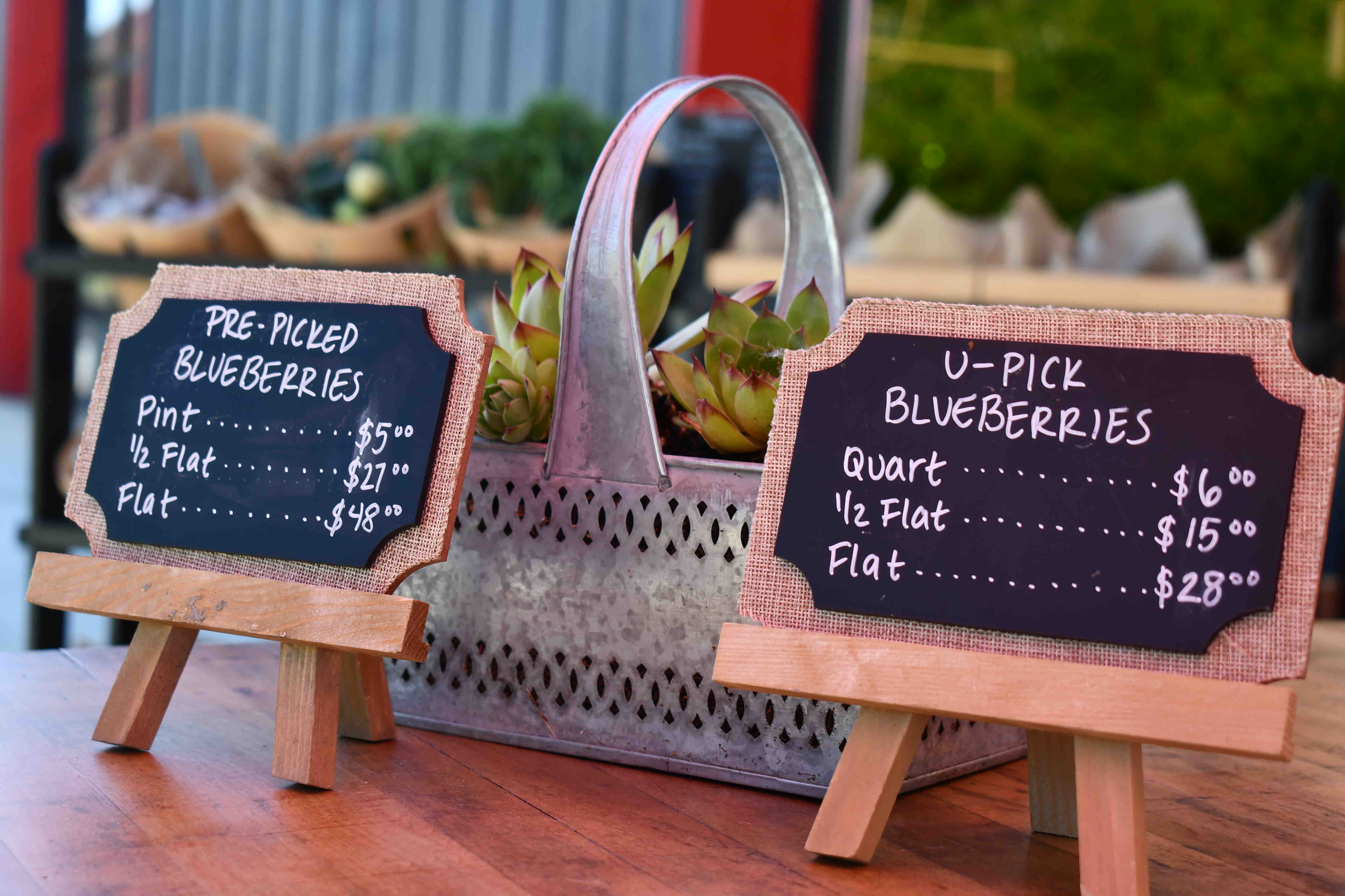Public Coast Farms offers pre-picked or u-pick blueberries. (image courtesy of Public Coast Brewing)