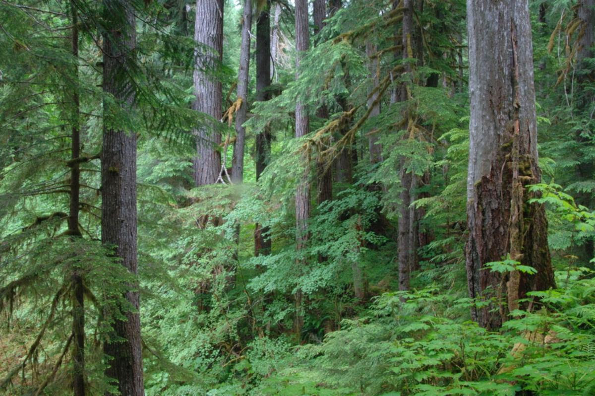 Oregon's mature forests capture and store significant volumes of carbon dioxide, helping to mitigate the effects of climate change. In addition, these dense, multi-storied forests provide outstanding habitat values, biodiversity, and protect water quality for all residents of the state. Photo credit: Oregon State University