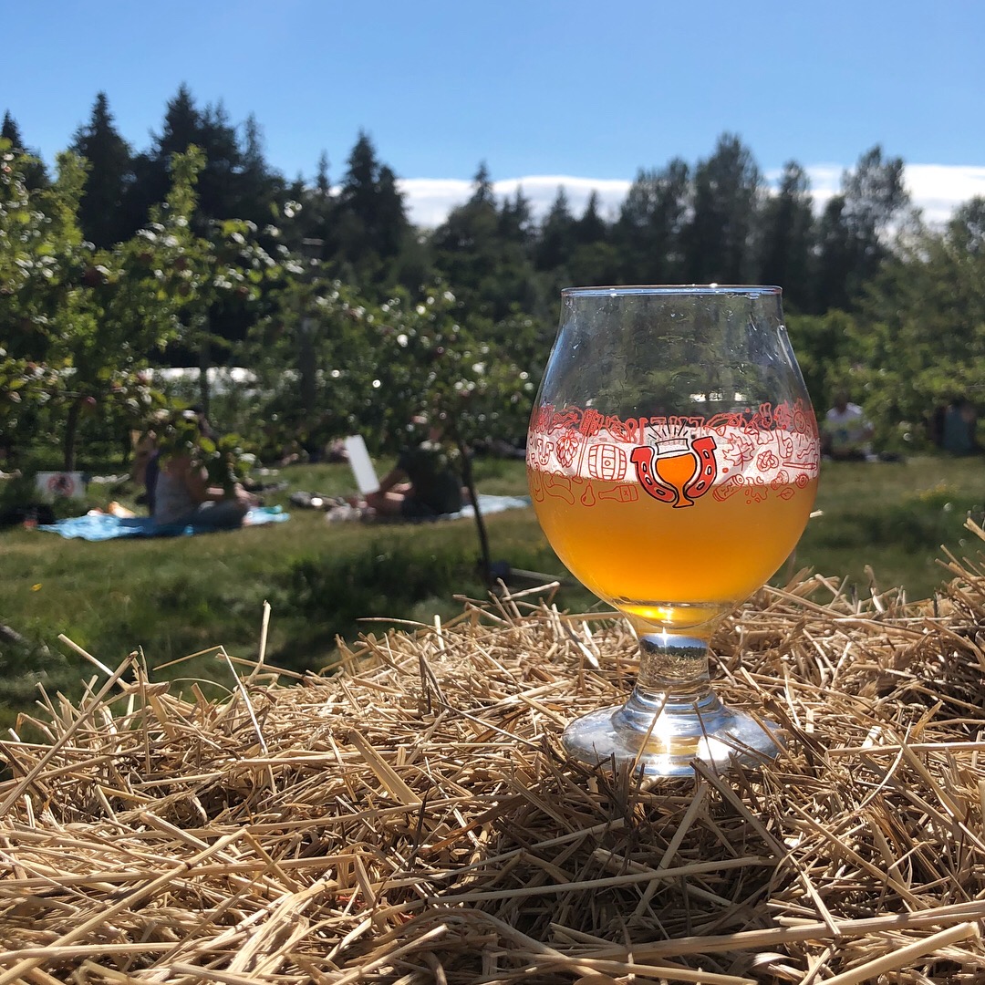 A beer with an apple orchard in the background at the Farmhouse Fest in Vancouver, BC.
