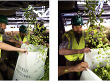 Dan Peterson bagging up freshly picked Centennial hops at Coleman Farms. (image courtesy of Ferment Brewing)