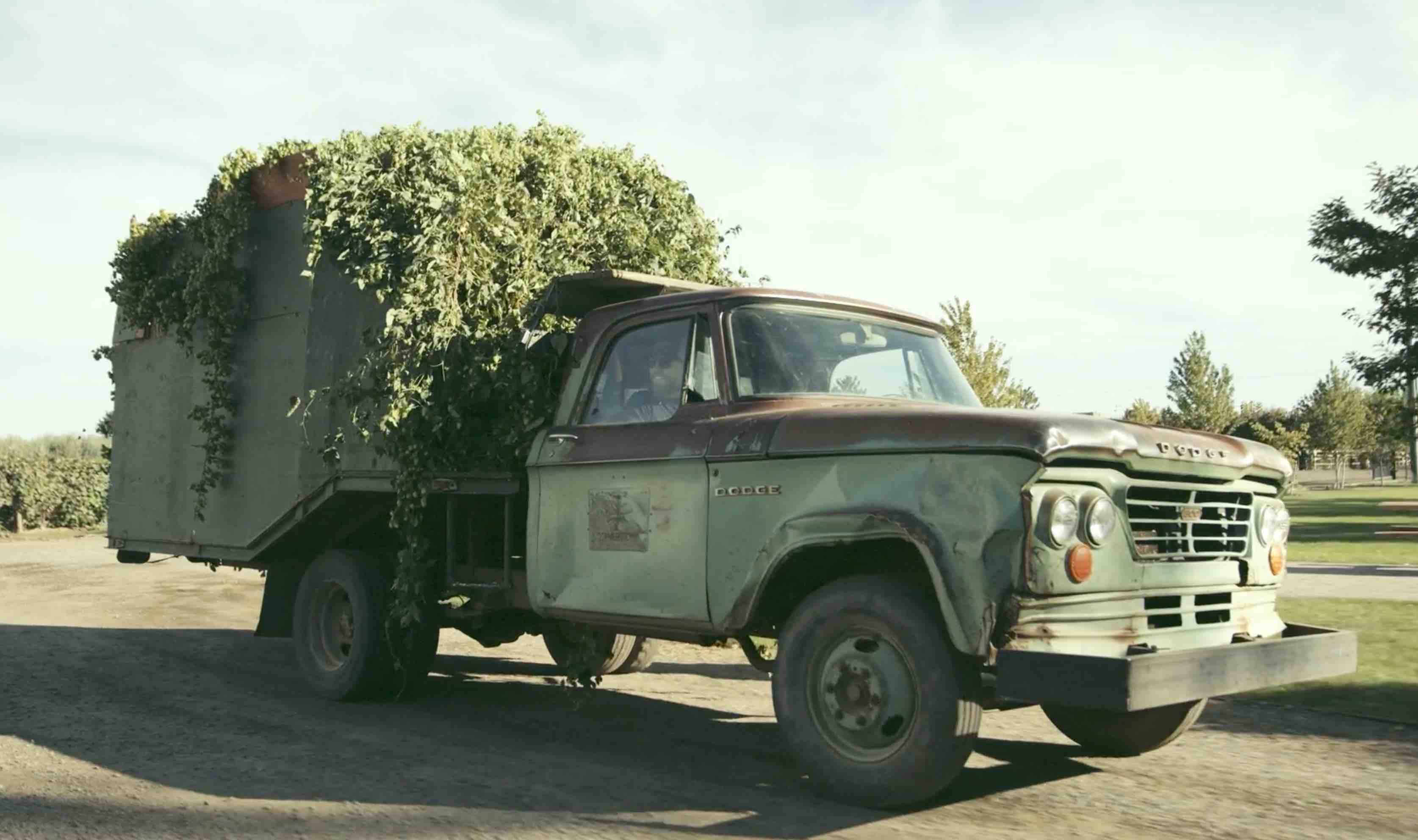 The hop harvest in Yakima Valley as seen in the new short film, Hop Dreams. (image courtesy of Firestone Walker Brewing)