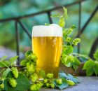 McMenamins Wilsonville Old Church and Pub returns with its Fresh Hopped Fest. (image courtesy of McMenamins)