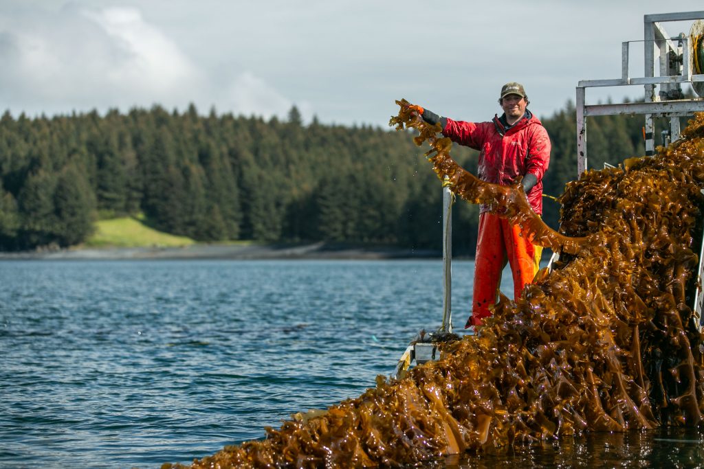 Blue Evolution Kelp Farming in Kodiak Alaska. (photo by Rachelle Hacmac)