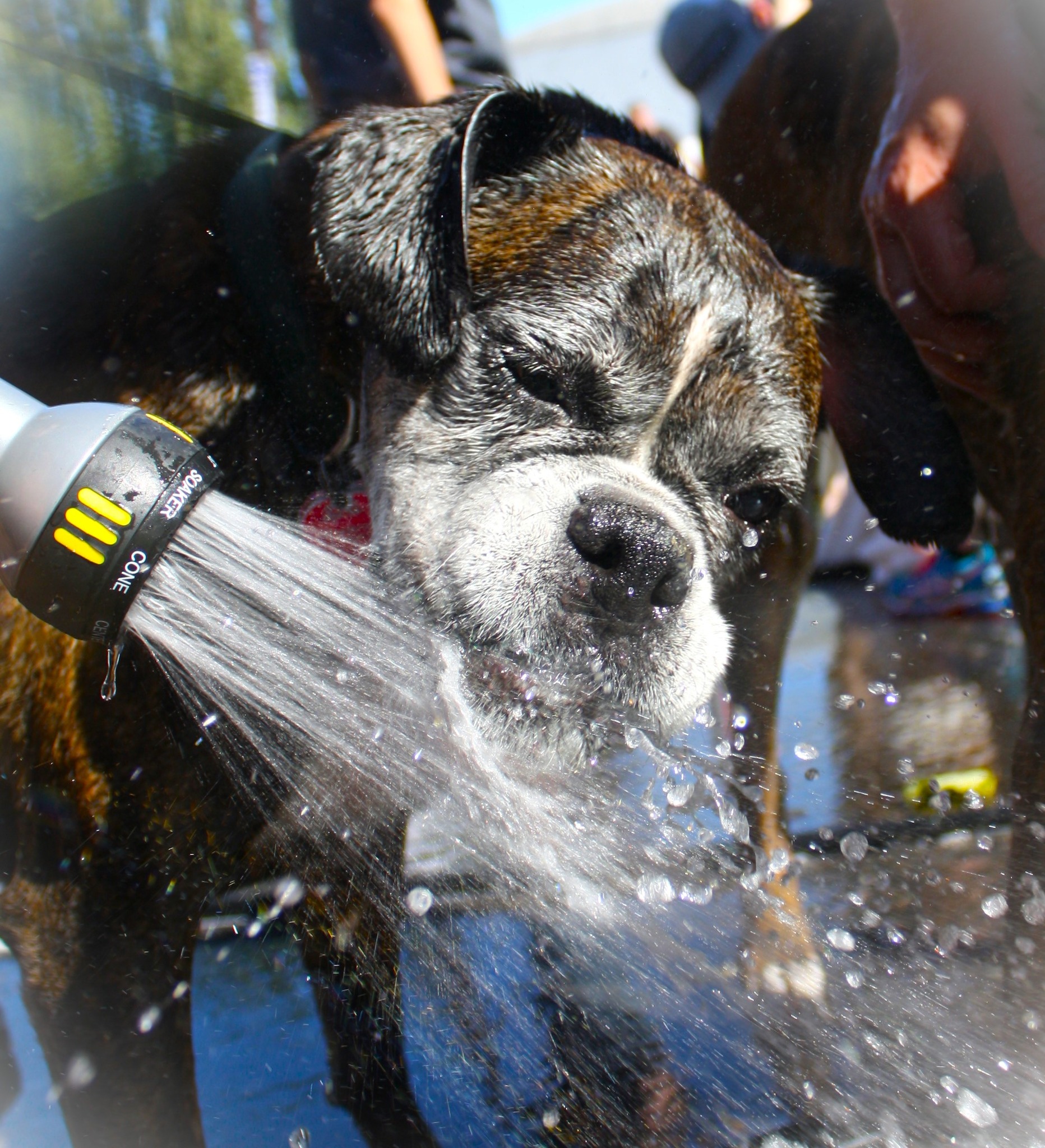 Dogtoberfest returns from Lucky Labrador Brewing Company