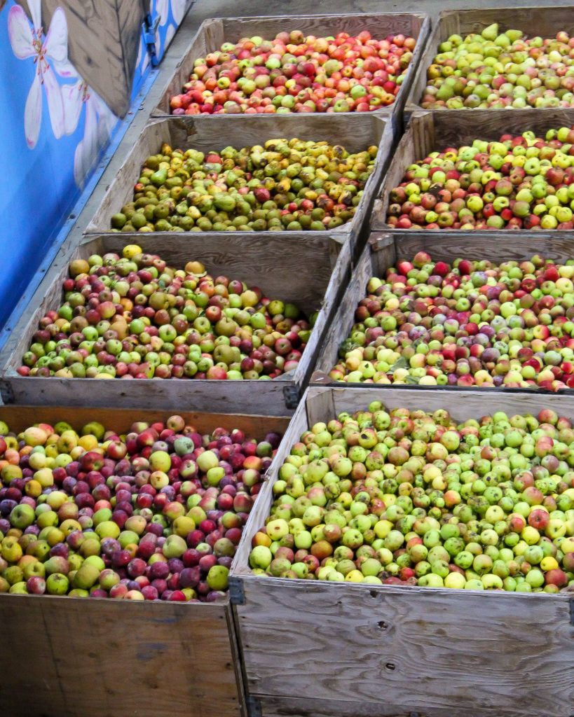 Portland Cider Co. is once again requesting donated apples. (image courtesy of Portland Cider Co.)