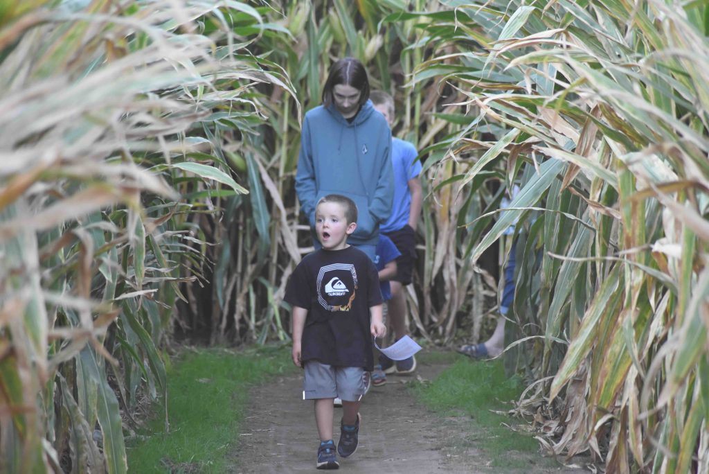 Traveling through a corn maze at Fort Vannoy Farms. (image courtesy of Vist Grants Pass)